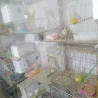 مرغ عشق نژاد هلندی دانه ۲۰۰هزارتومان|پرنده|تربتحیدریه, فردوسی جنوبی|دیوار