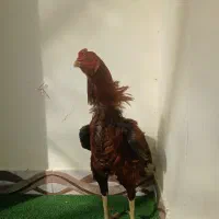 خروس لاری|حیوانات مزرعه|رشت, چله خانه|دیوار