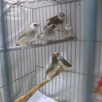 فنچ شارکل ، ستاره ای ابلغ سنگین، گلدین ، جغدی