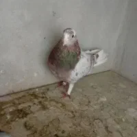کبوترپرشی