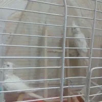 عروس هلندی آلبینیو|پرنده|مشهد, کارمندان دوم|دیوار