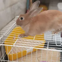 خرگوش ماده