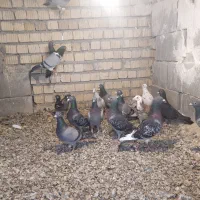 پلاکی کبوتر|پرنده|اقلید, |دیوار