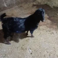 1 بز نرخوب|حیوانات مزرعه|دهگلان, |دیوار