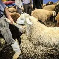 « گوسفند بره نرینه قلم آبی کمر پر عقیقه زنده»|حیوانات مزرعه|مشهد, نوید|دیوار