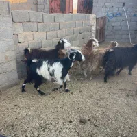 بز کردی ابستن. زرند|حیوانات مزرعه|کرمان, |دیوار