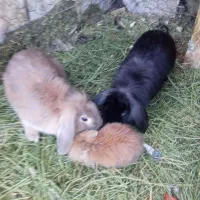 خرگوش لوپ|موش و خرگوش|زرند, |دیوار