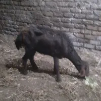 بره گوسفندشیشک قزل افشارلخت موفر