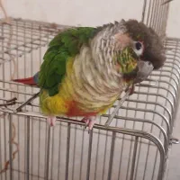 گرینچیک نرمال