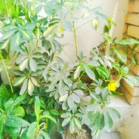 گل طبیعی|گل و گیاه طبیعی|بجنورد, |دیوار