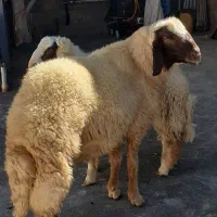 شیشک سنجابی|حیوانات مزرعه|گوآور, |دیوار