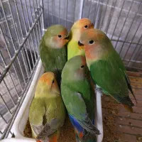 عروس هلندی مولدسخنگو وبرزیلی دستی مولد