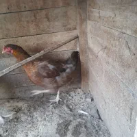 مرغ وخروس|حیوانات مزرعه|کنارک, |دیوار