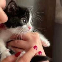 واگذاری رایگان گربه تاکسیدو نر ۳ ماهه|گربه|اندیشه, اندیشه فاز ۴|دیوار