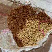 گندم خریدارم (نقدی)|فعالیت داوطلبانه|دهگلان, |دیوار