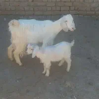 بز و بزغاله جوان