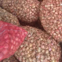 پیاز ریز درجه 2 سپیدان برغونی