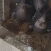 عروس هلندی وایت فیس مولد تضمینی|پرنده|بانه, |دیوار