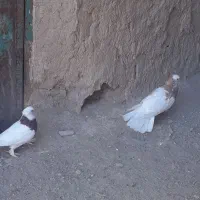 کبوترطوقی|پرنده|خاش, |دیوار