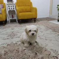 واگذاری شیتزو