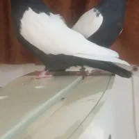 کلاغ نواری  سینه سیاه  که زرد