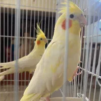 فروش عروس هلندی