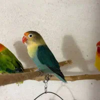 کوتوله برزیلی طوطی برزیلی ماده|پرنده|قوچان, |دیوار