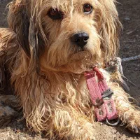 حیوان خانگی