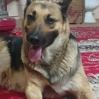 چهار تا سگ ژزمن ولف