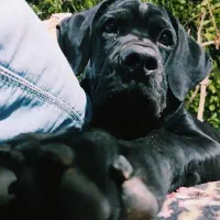 کنکوسو آموزش دیده فول کیفیت