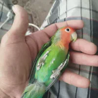 مرغ عشق،طوطی برزیلی،عروس هلندی
