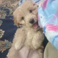 سگ آپارتمانی سگ آپارتمانی سگ شیتزو نسکافه ای