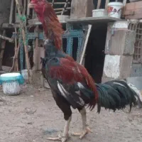 خروس لاری