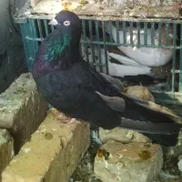 کبوتر شهرستان