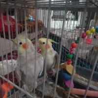 عروس هلندی|پرنده|قم, شهر قائم|دیوار