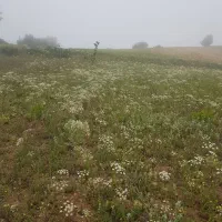 ۴۵۰۰متر زمین سرمایه گذاری امن درگیلان