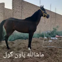 اسب عرب خالص مادیان