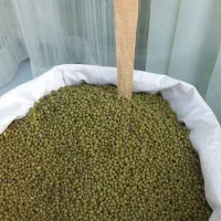 نخود فرنگی بسیار تمیز|خوردنی و آشامیدنی|کلاله, |دیوار