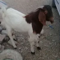 گوسفند|حیوانات مزرعه|بیرجند, |دیوار