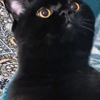 گربه بریتیش