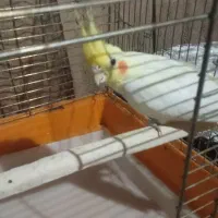 یک عدد عروس هلندی نر