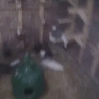 کبوتر