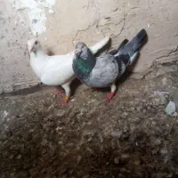 کفتر مسافتی پلاکی المانی سفید سار سبز