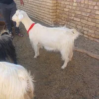 فروش بز سانن وقوچ