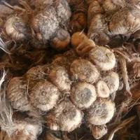 معاوضه خودرو با پیاز زعفران
