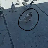 کبوتر گمشده|حیوانات|ابهر, |دیوار