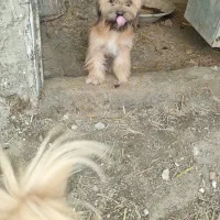 یه جفت سگ‌نرو ماده شیتزو|سگ|گنبد کاووس, |دیوار