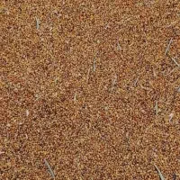 بذرشبدر5چین