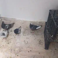 کفتر اصیل فروش به علت جابه جایی
