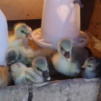 جوجه غاز۵روزه